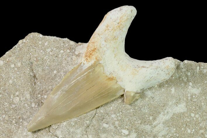 Otodus Shark Tooth Fossil in Rock - Eocene #139928